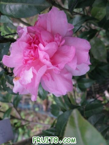 IMG_0656.JPG