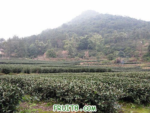 IMG_2754 (2).JPG