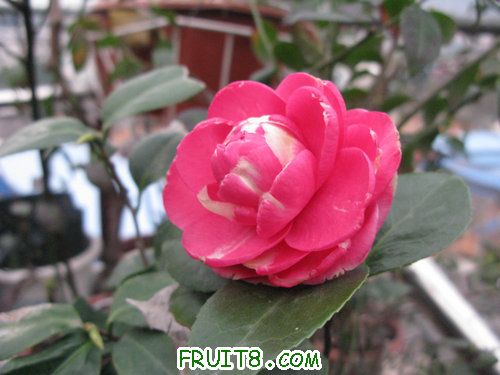 IMG_2926.JPG