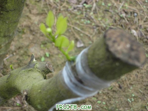 С DSC00287.JPG