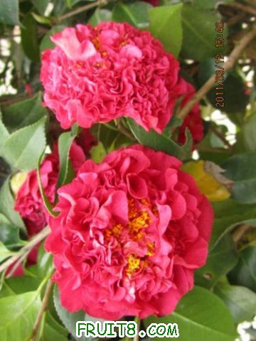 IMG_4633.JPG