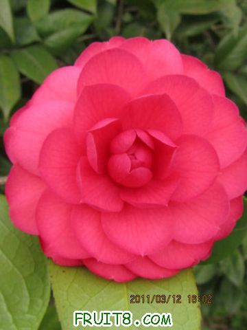 IMG_4722.JPG