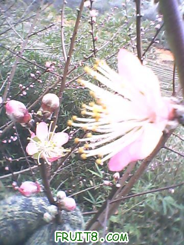 Img_00092.JPG