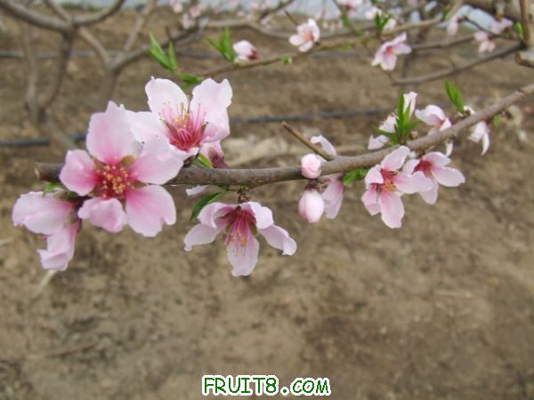 DSCF0092.JPG