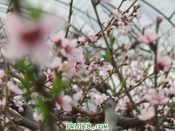 DSCF0103.JPG