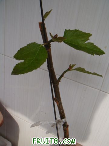 ҶƬȥ곤ģϴţ趼ûҶѿҲǶ쳤ġ