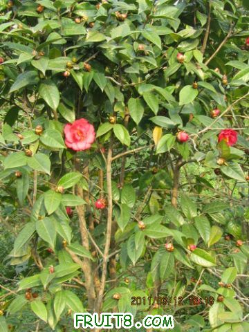 IMG_4811.JPG