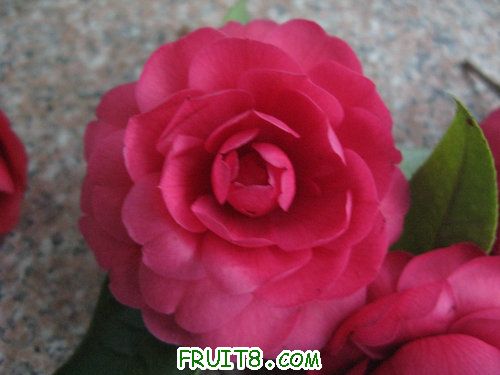 IMG_3646.JPG