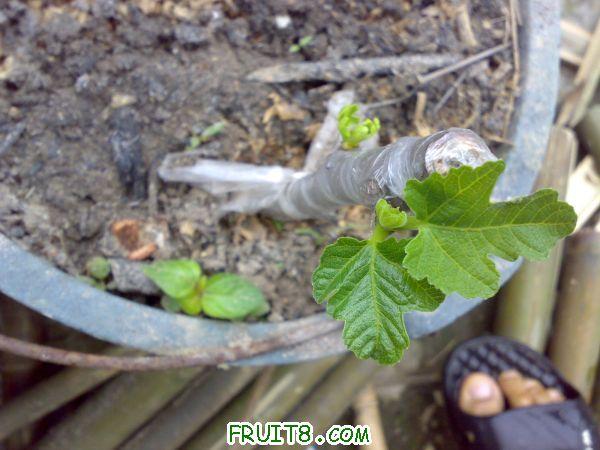 20110315044.jpg