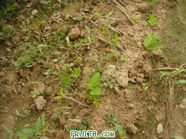 Resize of DSC05733.JPG