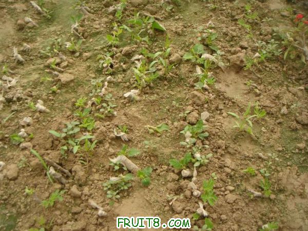 Resize of DSC05731.JPG