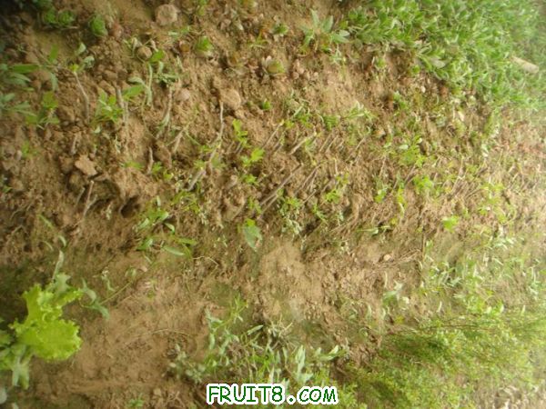 Resize of DSC05732.JPG