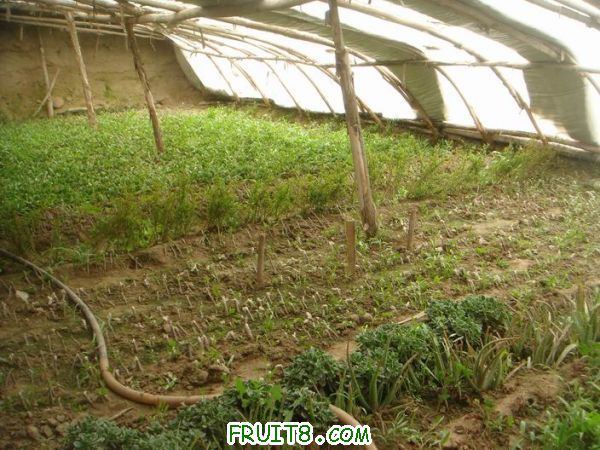 Resize of DSC05735.JPG