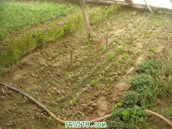 Resize of DSC05729.JPG