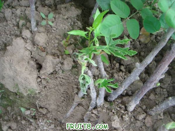 Resize of DSC05734.JPG