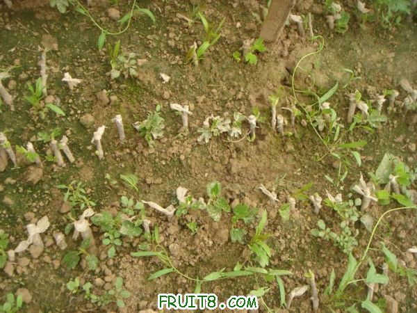 Resize of DSC05730.JPG