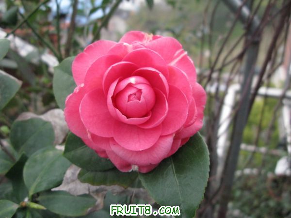 IMG_3501.JPG