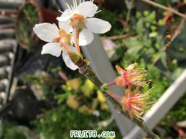 IMG_4398.JPG