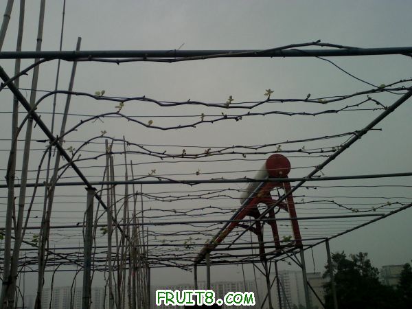 20110320101950.jpg
