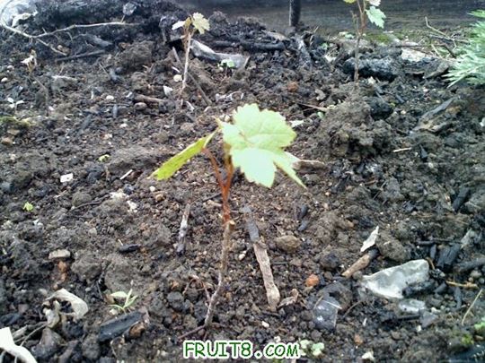 20110320102856.jpg