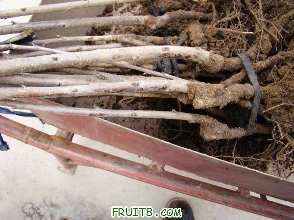 nEO_IMG_DSC01899.jpg