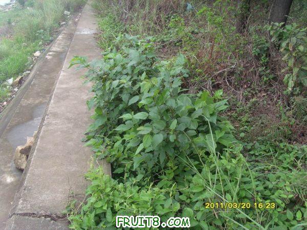 ������С SI851533.JPG