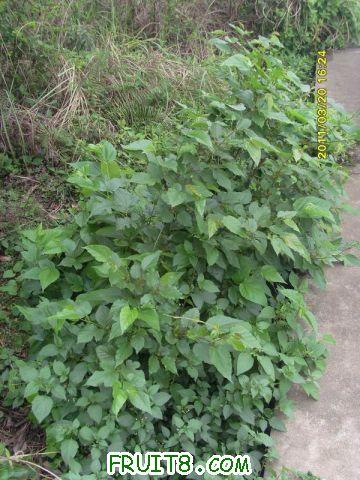 ������С SI851535.JPG