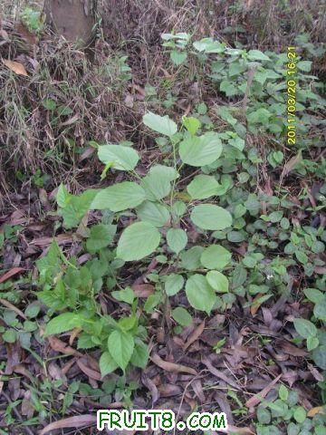 ������С SI851530.JPG