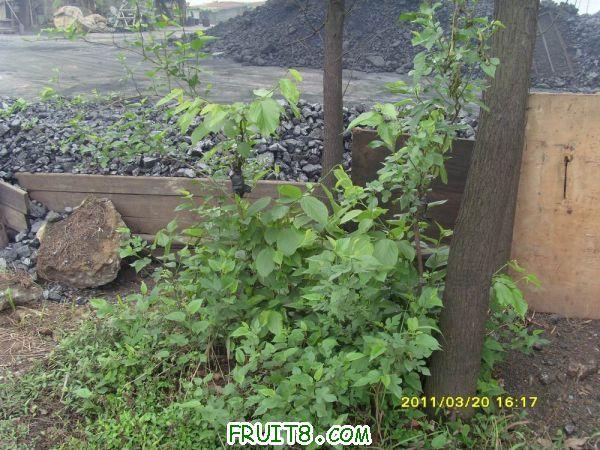 ������С SI851525.JPG