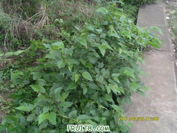 ������С SI851538.JPG