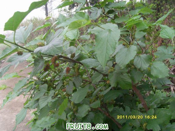 ������С SI851534.JPG