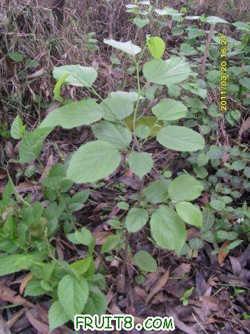 ������С SI851531.JPG