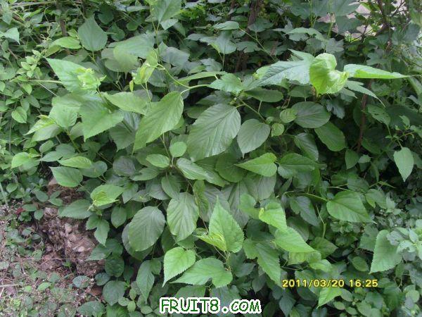 ������С SI851537.JPG