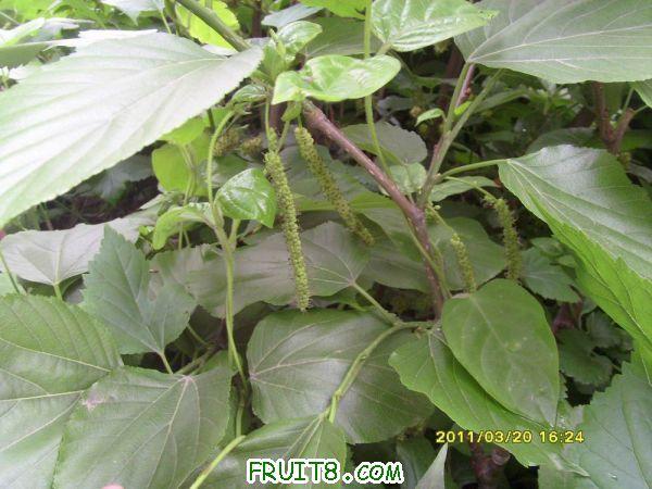 ������С SI851536.JPG