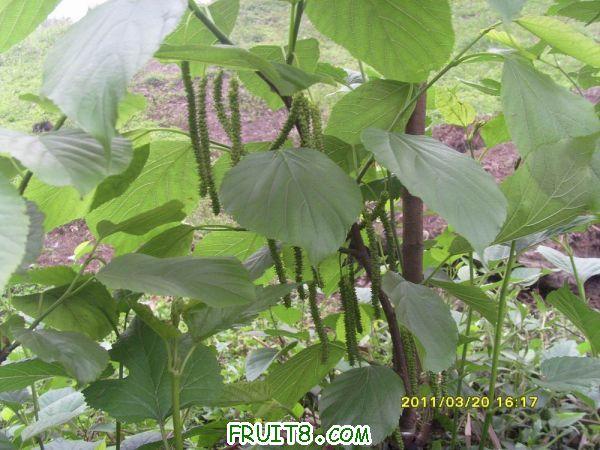 ������С SI851526.JPG