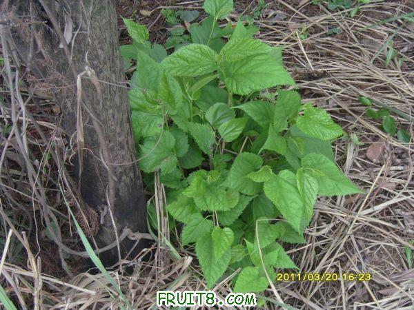 ������С SI851532.JPG