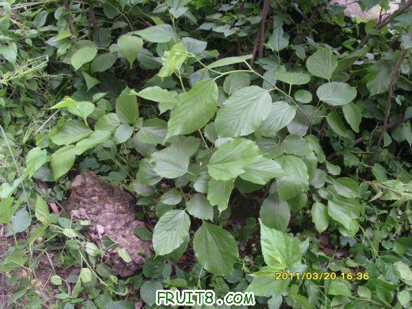 ������С SI851541.JPG