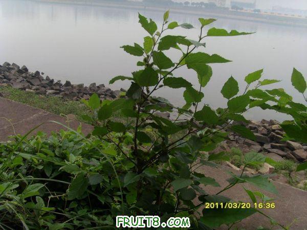 ������С SI851543.JPG