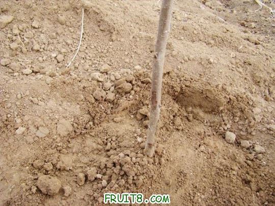 nEO_IMG_DSC01906.jpg