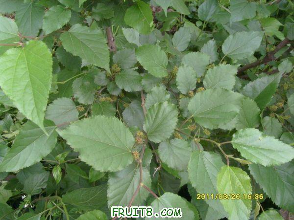 ������С SI851539.JPG