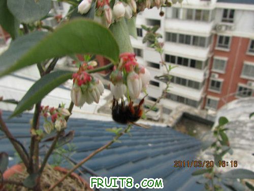IMG_7043.JPG
