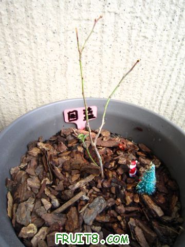 312յ԰--緢ѿ