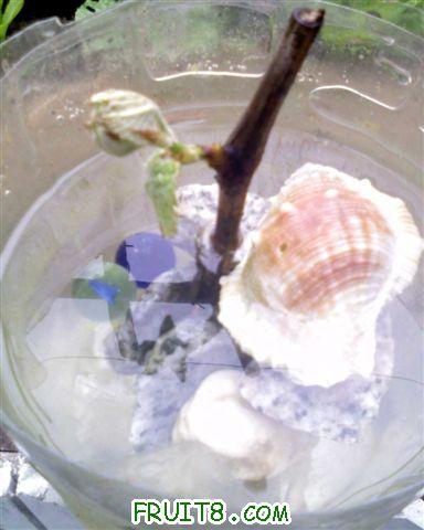 4.��̫���͵�����֦��.jpg
