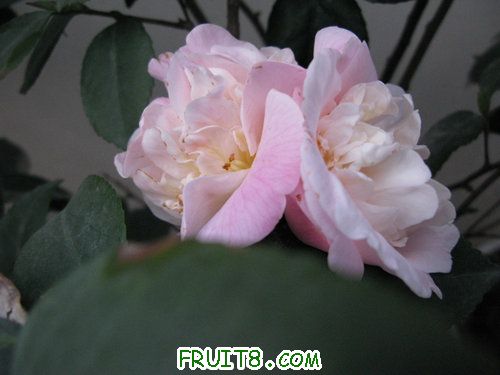 IMG_3678.JPG