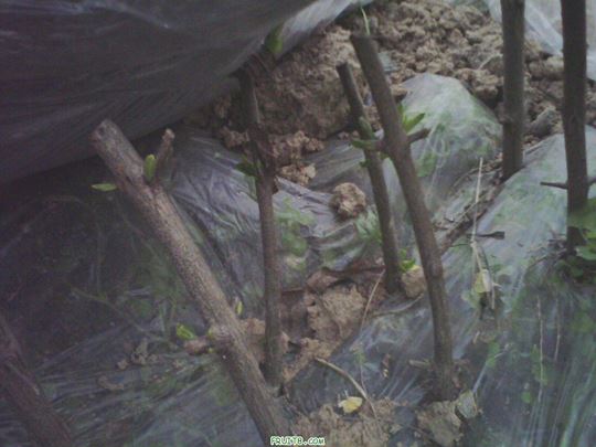 IMG0149A.jpg
