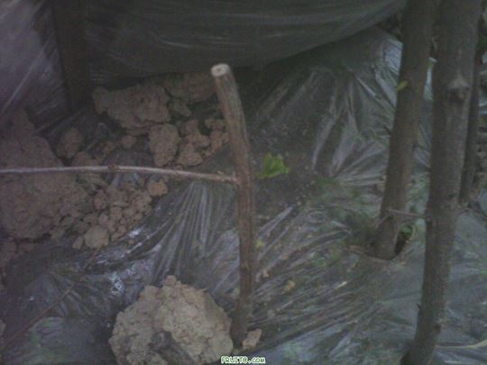 IMG0148A.jpg