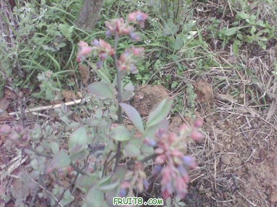 IMG0153A.jpg