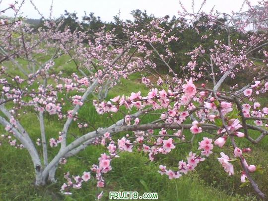IMG0124A.jpg
