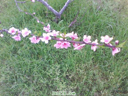 IMG0127A.jpg