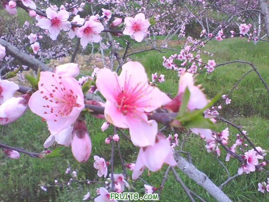 IMG0126A.jpg